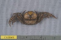 藏品(婆羅扁平蟹)的圖片